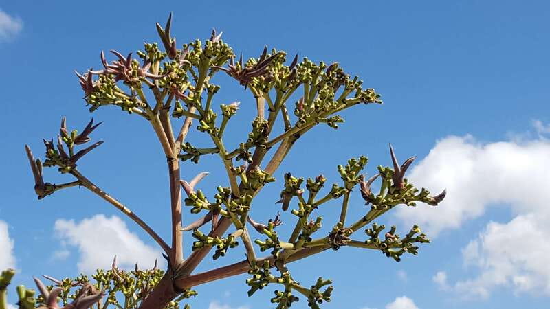 Oaxaca: Mezcal Adventure - Learning how to taste, not just how to drink