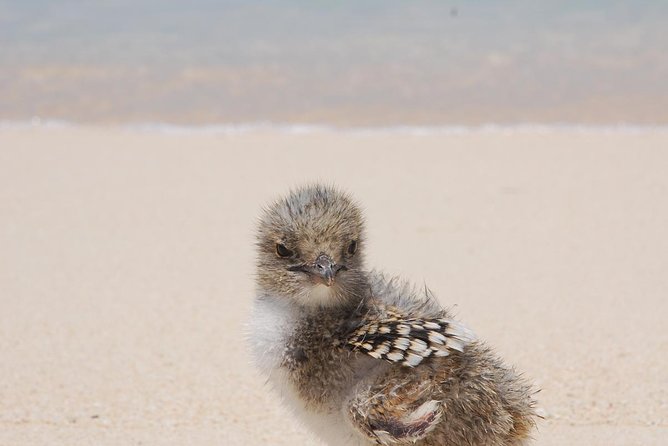 Ocean Spirit Sail to Michaelmas Cay Snorkel or Dive, from Cairns - Three ways to see the reef