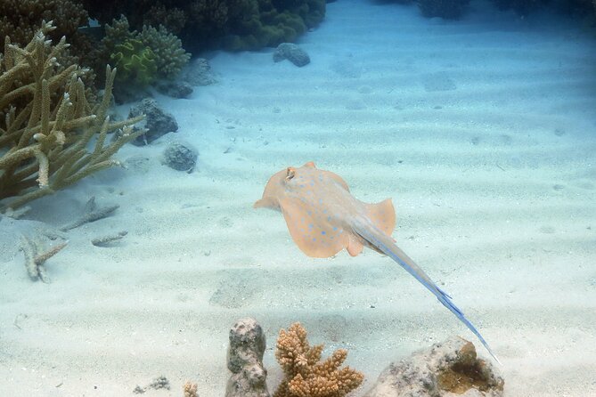 Ocean Spirit Sail to Michaelmas Cay Snorkel or Dive, from Cairns - Lunch, tea, and the practical comforts