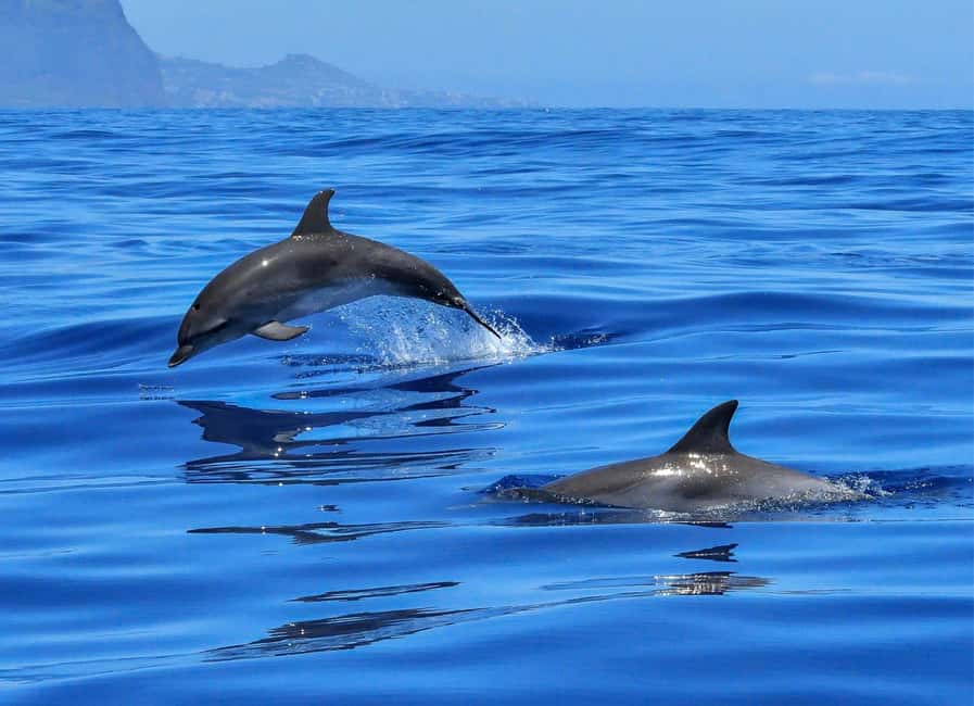 Olbia: Dolphin Watching & Swim with prosecco aperitif - Leaving MOYS on a compact coastal route