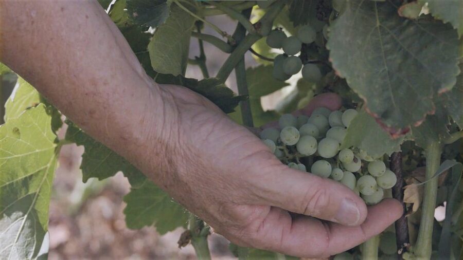 Olbia: Gallura Winery Guided Tour with Tasting - Who will enjoy this most?