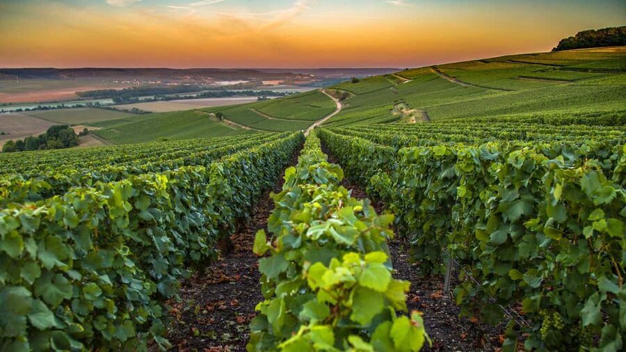 Organic Wine Tasting with Saint paul Half Day Tour from Nice - Two famous stops in five practical hours