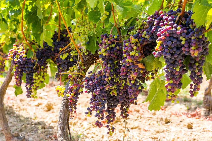Organic Wine Tasting with Saint paul Half Day Tour from Nice - Saint-Jeannet wine tasting with a family touch