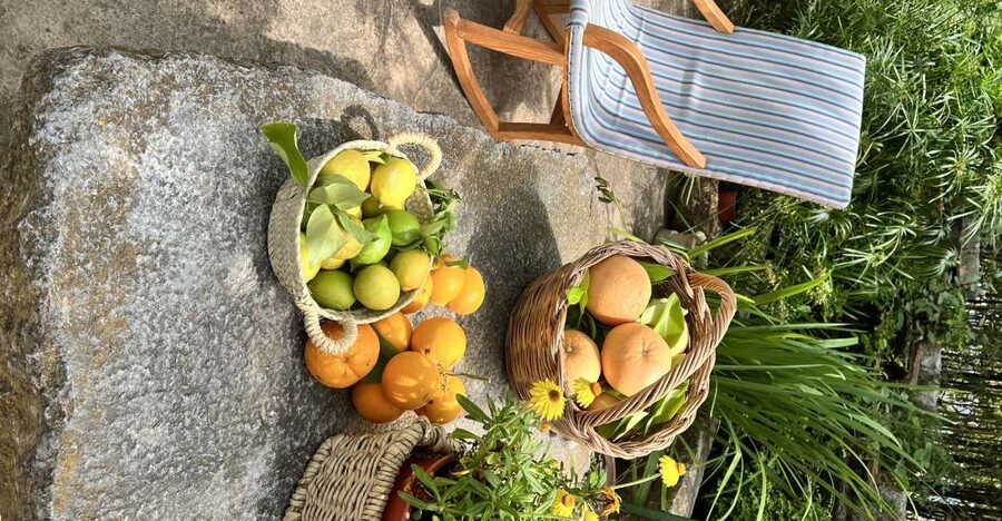 Palma: Orange Farm, Olive Mill, & Winery Tour with Tastings - Orange trees in the Tramuntana Mountains