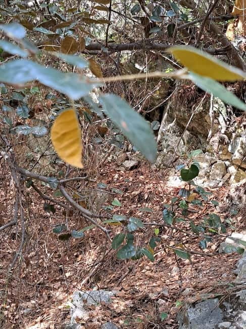 Paphos: Troodos Mountains Jeep Tour with Wine Tasting - The ancient olive tree and Aphrodite’s Rock