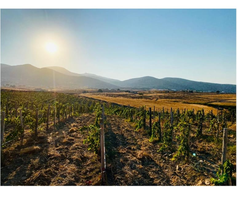 Paros: Wine tasting at Local Winery - A simple itinerary with a short winery visit