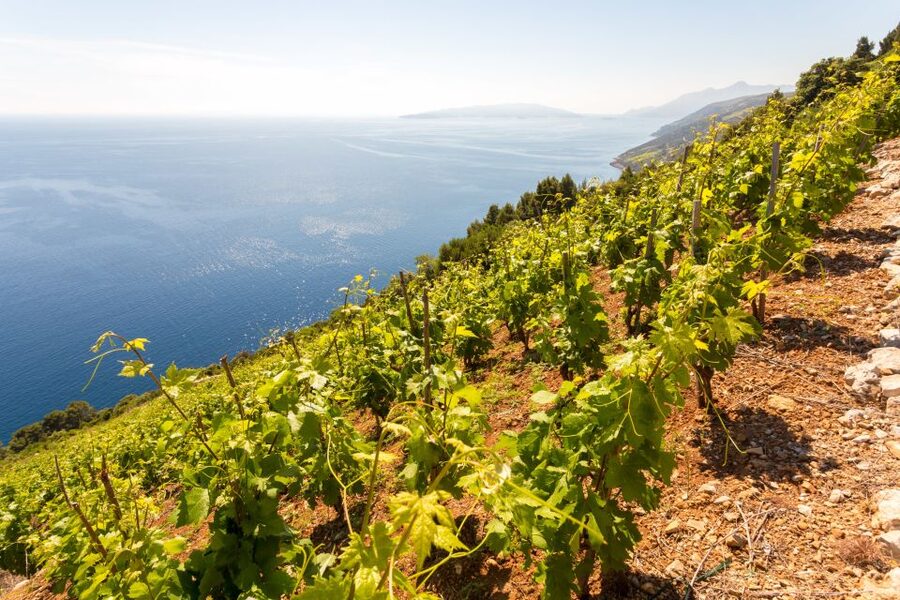 Pelješac Full-Day Wine and Food Tour from Dubrovnik - Key points to know before booking