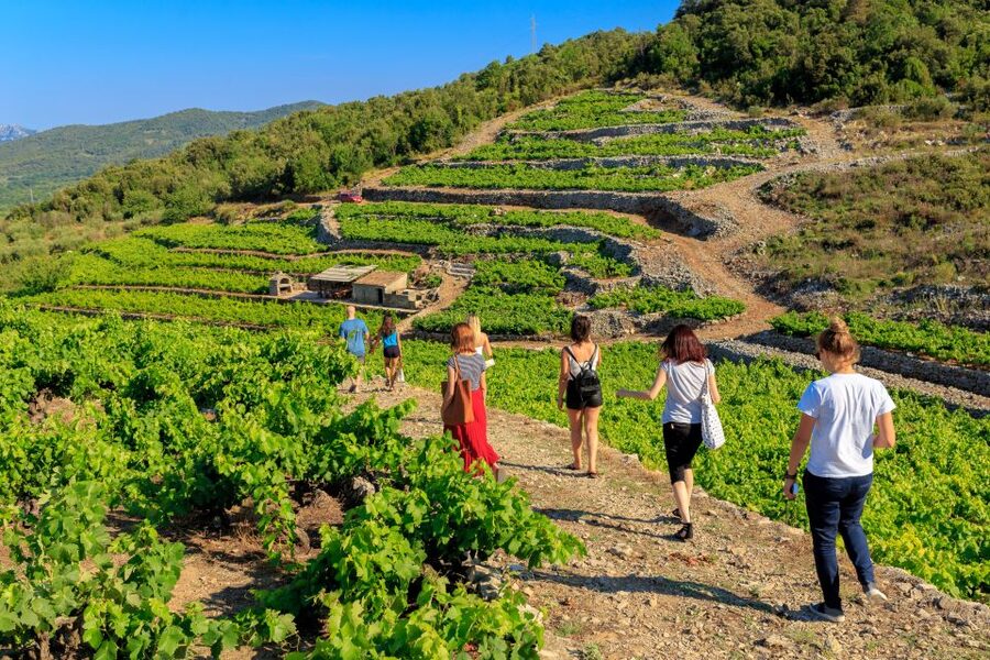 Pelješac Full-Day Wine and Food Tour from Dubrovnik - Pelješac wine on steep seaside slopes