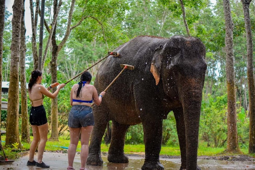 Phuket: Happy Hour Feed and Rain Shower with Elephant - Key points at a glance