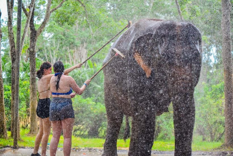 Phuket: Happy Hour Feed and Rain Shower with Elephant - Feeding the elephants, the calmest part of the visit