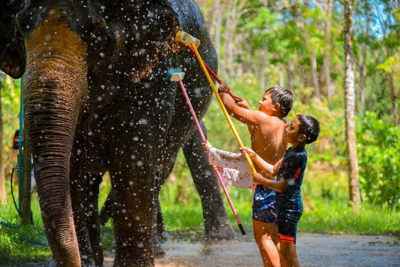 Phuket: Happy Hour Feed and Rain Shower with Elephant - Who will enjoy this most
