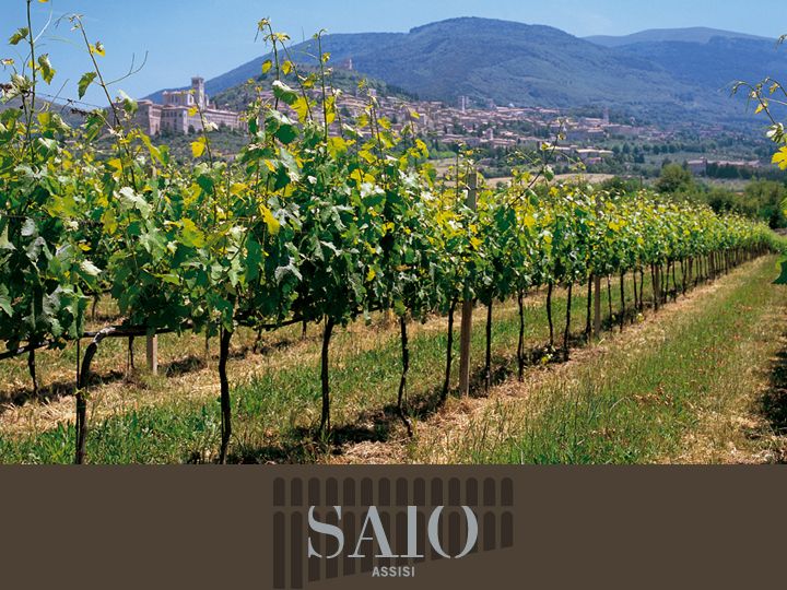 Pic nic Deluxe Assisi and wine tasting 5 wines - Should you book the SAIO picnic?