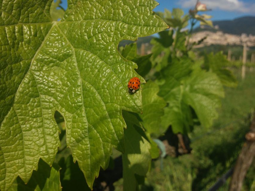 Pic nic Deluxe Assisi and wine tasting 5 wines - Walking the vines with Assisi in view