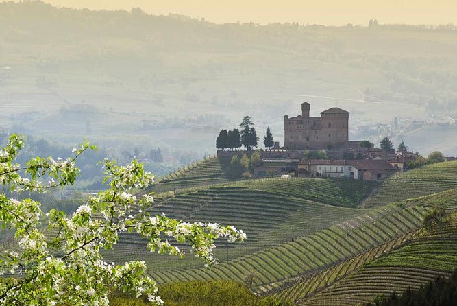 Piedmont Winery Tour: Taste Barolo, Barbaresco & Traditional Food - What the tasting can teach you about Barolo