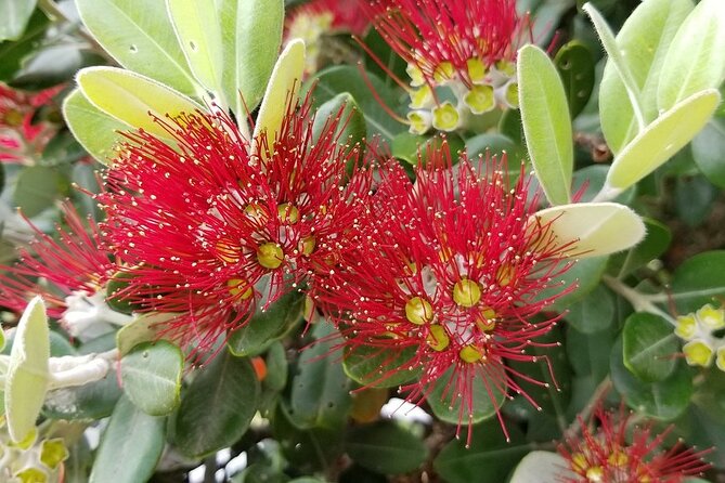 Piha Waitakere Rainforest Wine Tour from Auckland - What John adds to the day