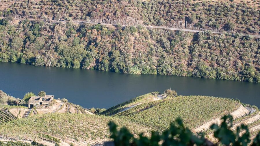 Pinhão: Quinta da Formigosa Vineyard Tour and Wine Tasting - Who will enjoy Quinta da Formigosa most