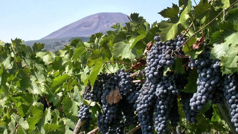 Pompeii: Archeological Tour & Wine Tasting at Mt. Vesuvius - Key points at a glance