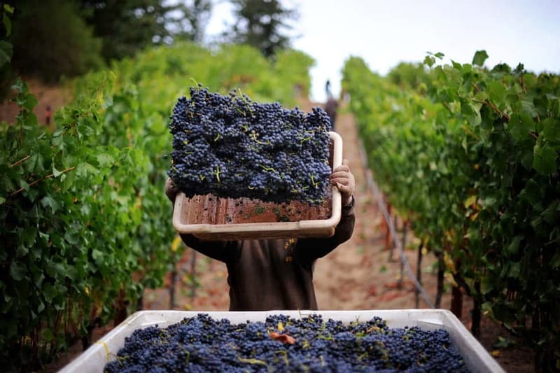 Pompeii: Archeological Tour & Wine Tasting at Mt. Vesuvius - Starting at Porta Marina Superiore