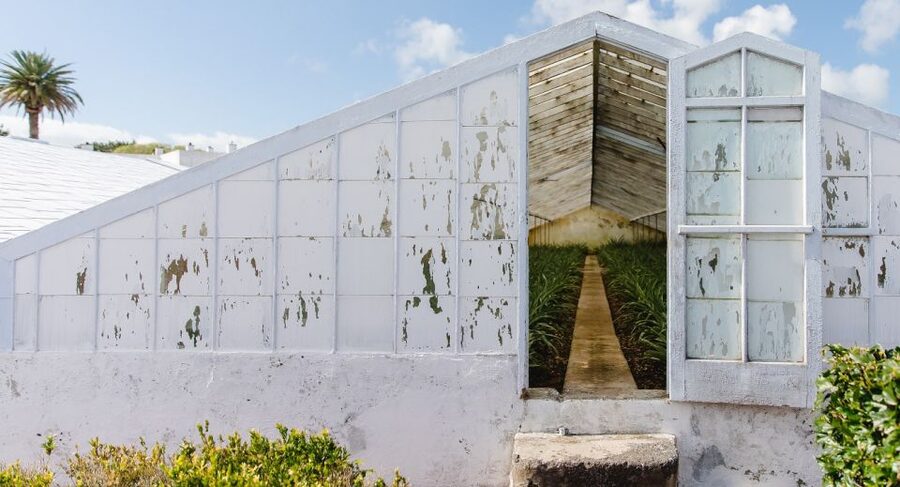 Ponta Delgada: Pineapple wine tasting and pineapple tour - Key points to know before you book