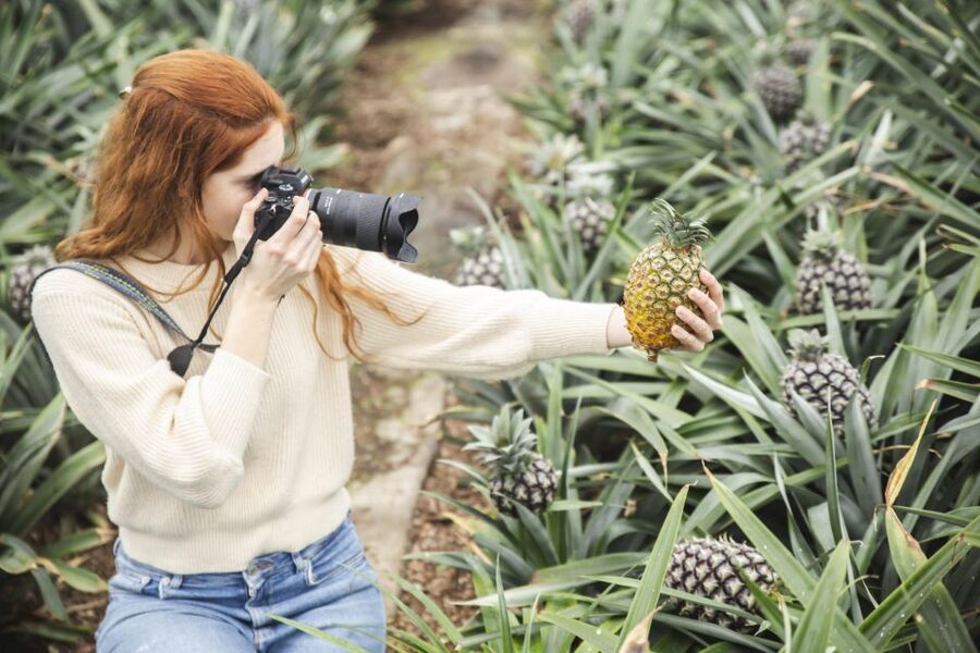 Ponta Delgada: Pineapple wine tasting and pineapple tour - What the one-hour schedule really gives you