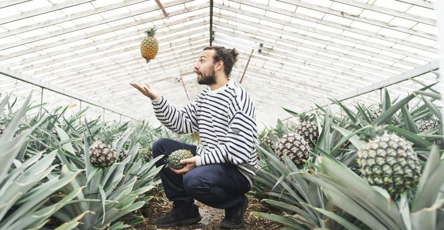 Ponta Delgada: Pineapple wine tasting and pineapple tour - The cheese, bread, and preserve tasting