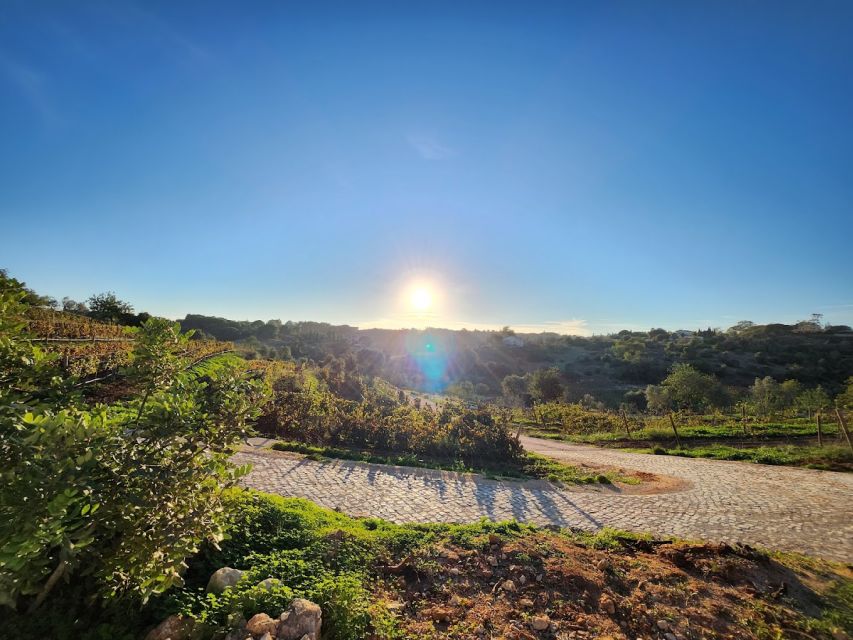 Porches: Algarve Vineyard Tour and Wine Tasting Experience - The short vineyard walk