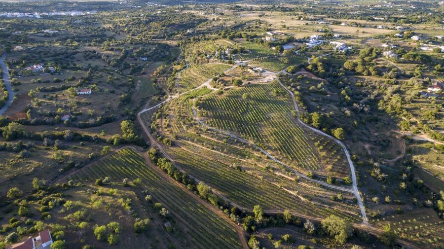 Porches: Algarve Vineyard Tour and Wine Tasting Experience - Arriving at the olive-tree roundabout