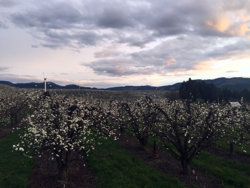 Portland: Mount Hood Wine and Waterfalls Full-Day Tour - The Columbia Gorge and its basalt cliffs