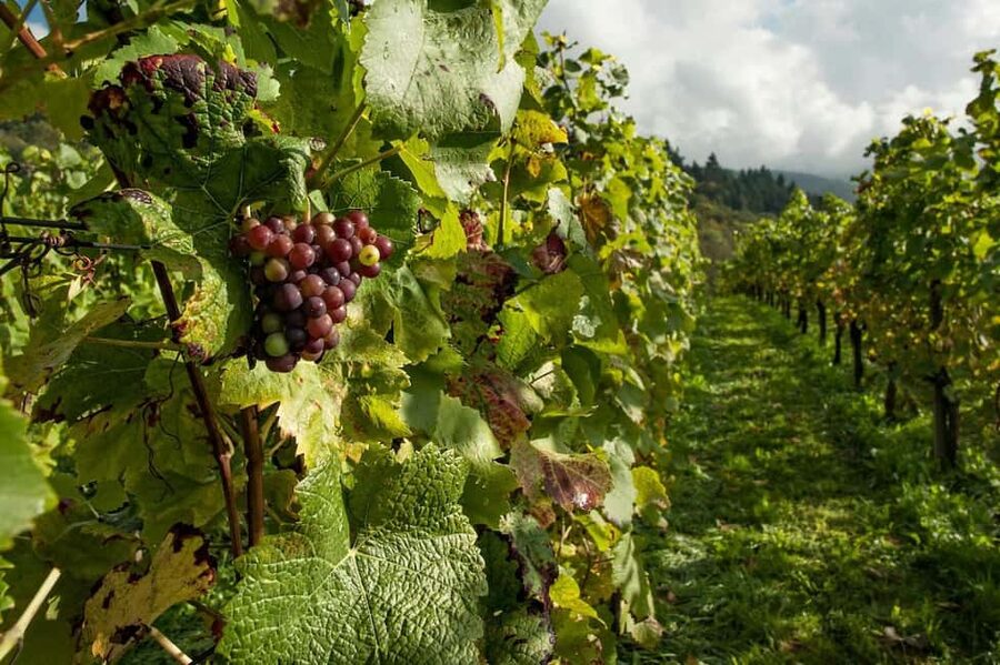 Porto: Douro Valley Tour at 2 Wineries with Lunch and Cruise - Should you book it?