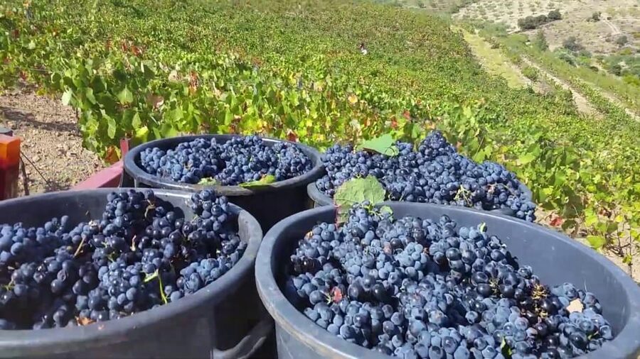 Porto: Douro Valley Tour with 2 Wineries, Lunch and Cruise - The two winery visits and what you taste