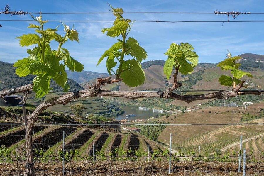 Porto: Douro Valley Wine Tour with a Sommelier & Boat Trip - My verdict: a strong full-day choice from Porto