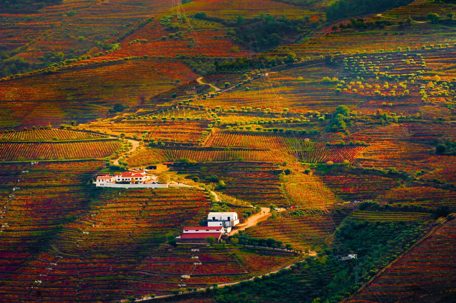 Porto: Douro Valley Wine Tour with a Sommelier & Boat Trip - What the sommelier guide adds