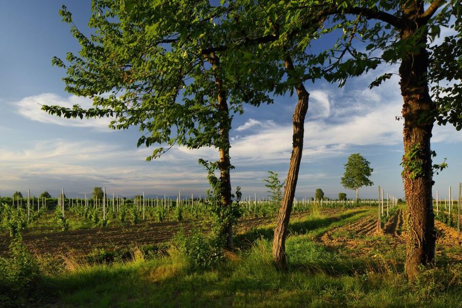 Pramaggiore: Ornella Bellia Winery Guided Tour & Tasting - The best time to book