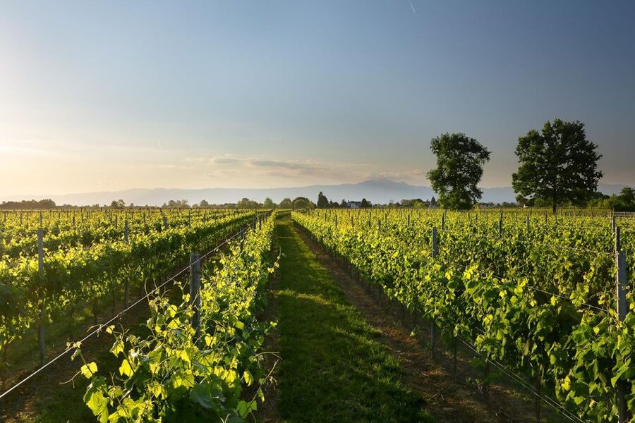 Pramaggiore: Ornella Bellia Winery Guided Tour & Tasting - Who should book this winery visit