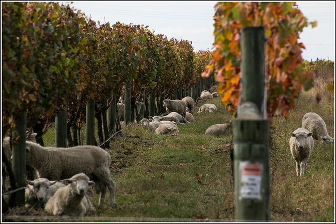 Premium 4 -Best Wineries Napier Hawke's Bay Tour, 5.5h - 6Hours - Why the minivan and pickup are worth paying for