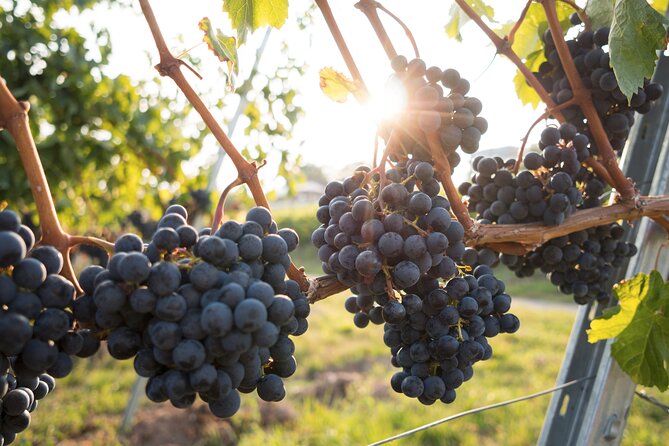 Premium Hunter Valley Wine Tour with Lunch from Sydney - Lunch at The Farm and the mid-day pause