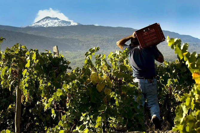 Private 6-Hour Tour of Three Etna Wineries with food&wine tasting - Why Etna wine tastes different