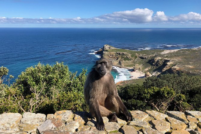 Private Day Tour to Cape Point , Penguins, Wine or Beer Tasting - Cape of Good Hope and the Cape of Storms