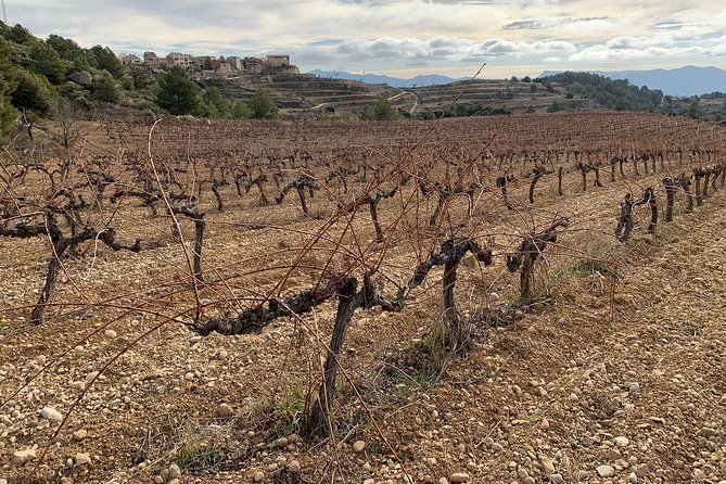 Private Priorat Tour with Wine Tastings & Lunch from Barcelona - Walking, clothing, and the practical side