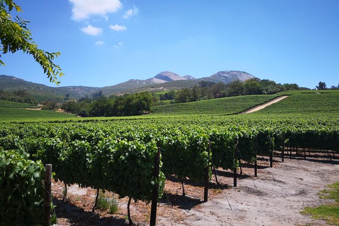 Private Stellenbosch, Franschhoek Paarl Wine Tour from Cape Town - Stellenbosch: University Avenues and Cape Dutch Streets