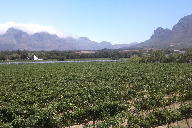 Private Stellenbosch, Franschhoek Paarl Wine Tour from Cape Town - Wine Estates and Tastings Across Three Regions