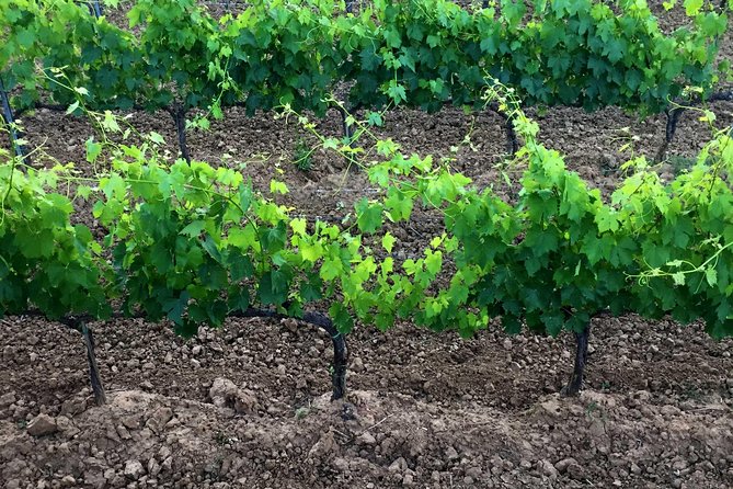 Private Tour: Montalcino Wine Tasting Experience - Booking, confirmation, and cancellation details