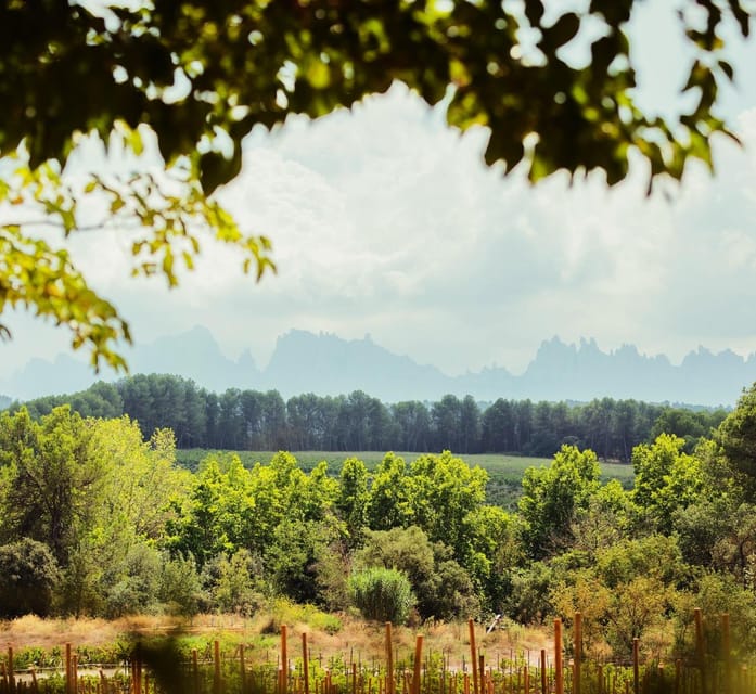 Private Wine, Tapas & Cava Experience from Barcelona - The guide can make or break the day