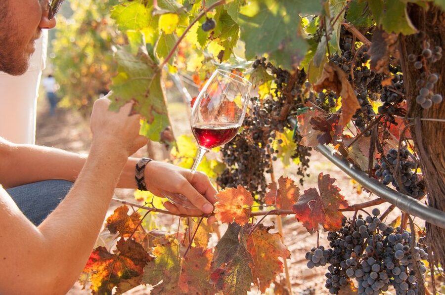 Private Wine, Tapas & Cava Experience from Barcelona - Timing, clothing, and comfort