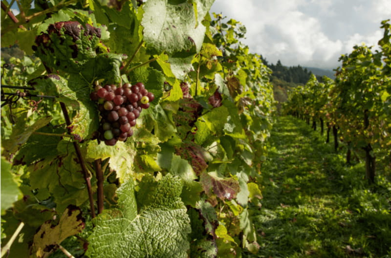 Quebec City: Island of Orleans Wine Tour - Vignoble Isle de Bacchus and the orchard setting