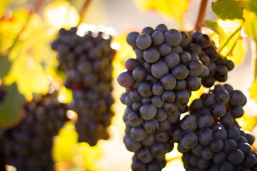 Queenstown: Wine & Food Tour, Scenic Tastings & Paired Lunch - Should you book the Queenstown Wine Trail?