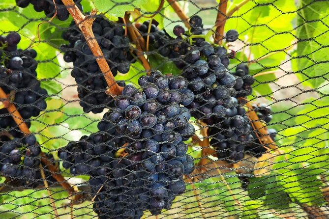 Queenstown Wine Tour - Who should book this afternoon