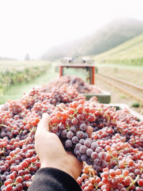 Reil, Mosel: Guided organic wine tasting and cellar tour - Who will enjoy this Mosel wine visit