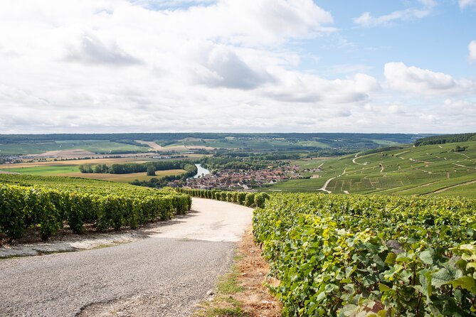 Reims afternoon tour Champagne and family growers - Who will enjoy this tour most