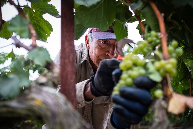Rhodes Wine & Food Tour: 10 Meal Course Lunch, Wine Tasting, Cooking Class - A family vineyard beyond Rhodes town